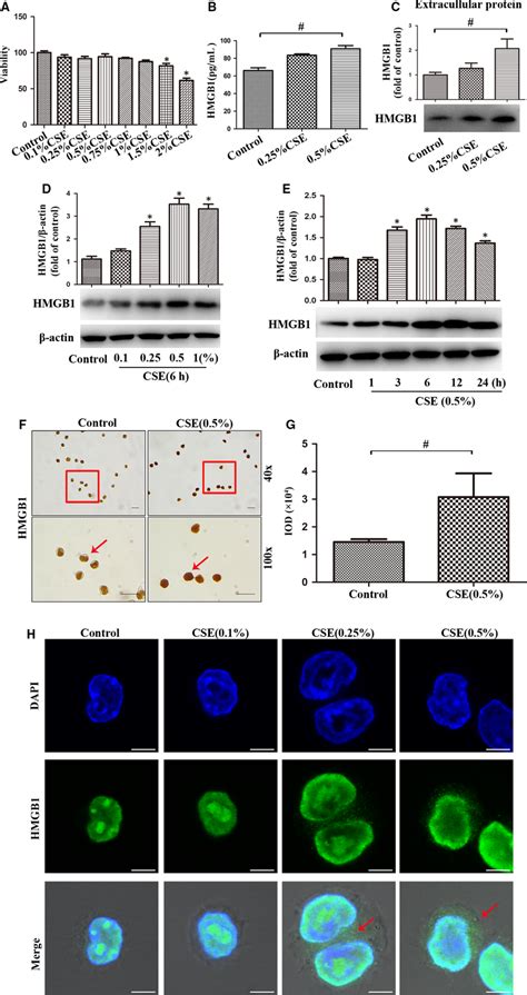 Cse Promoted The Expression Nucleocytoplasmic Translocation And