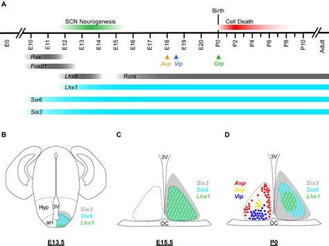 Frontiers Genesis Of The Master Circadian Pacemaker In Mice