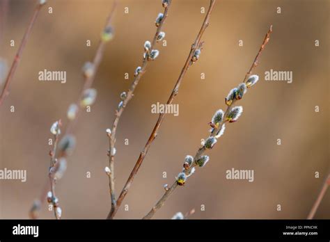Blossoming Buds Of Pussy Willow On Branches In The Spring Forest At Sunset In April Salix The