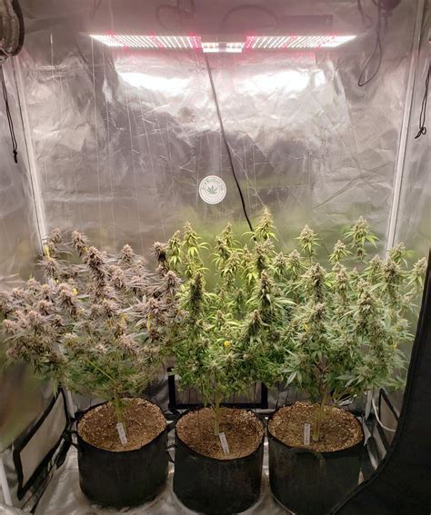 Complete Guide to Grow Tents for Cannabis | Grow Weed Easy