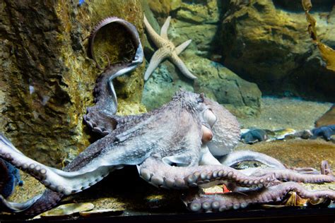 Fascinating Facts About The Giant Pacific Octopus Free The Ocean