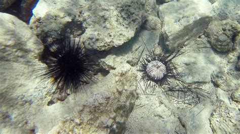 Urchins Are Dying Off Across The Caribbean Scientists Now Know Why