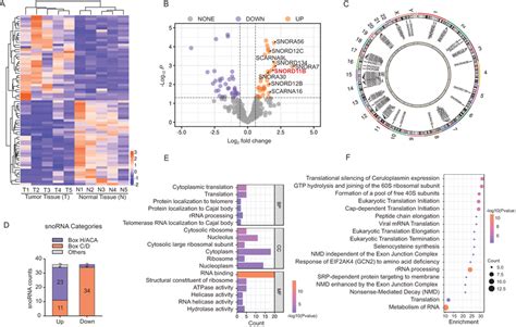 SnoRNA-seq reveals the snoRNA expression profile of CRC tissues A... | Download Scientific Diagram