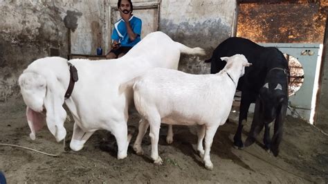 Biggest Bakra Rajanpuri Top Quality Beetal Amritsari Bakra Full