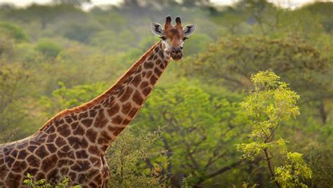 África austral a bordo del Zimbabwean Dream Una experiencia inédita en