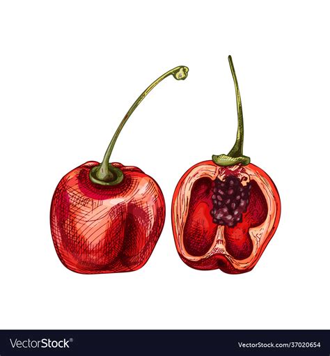 Whole And Half Pepper Rocoto Vintage Royalty Free Vector