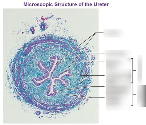 Lab Urinary Ureter Histology Diagram Quizlet