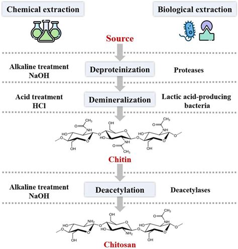 Frontiers Chitosan Chitosan Derivatives And Chitosan Based