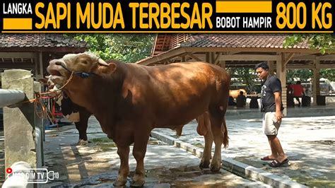 Barang Langka Sapi Muda Terbesar Di Pasar Bobotnya Hampir Kg