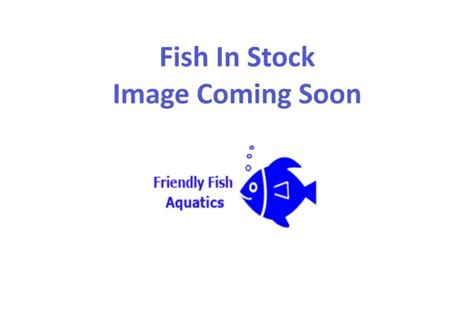 Sunset Gourami For Sale In Harlow Friendly Fish Aquatics