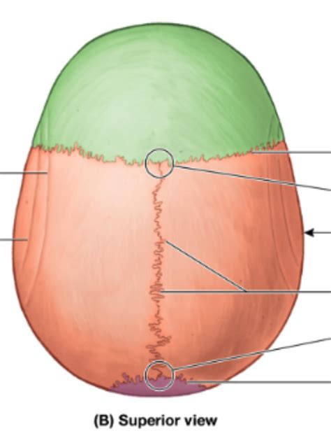 Sutures Of The Skull Superior View Diagram Quizlet