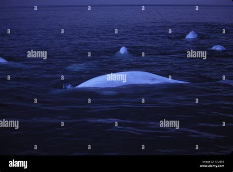 Belugas Churchill Canada Hi Res Stock Photography And Images Alamy