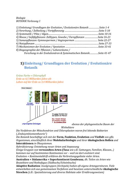 Gefäßpflanzenkladogramm