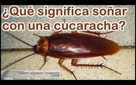 So Ar Con Una Cucaracha Muerta Qu Significa Este Sue O El Derecho