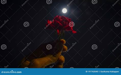 Full moon with rose flower stock photo. Image of flower - 197762640