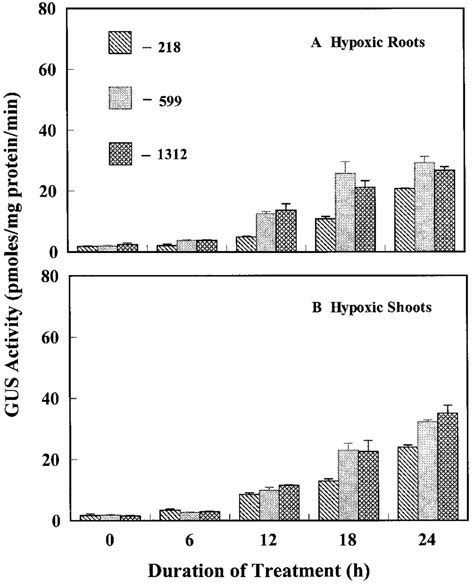 Effects Of Hypoxia On Gus Activity In Roots And Shoots Of Transgenic