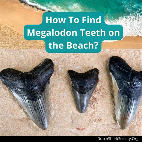 How To Find Megalodon Teeth On The Beach Dutch Shark Society