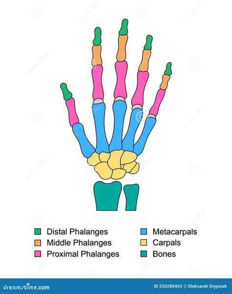 Anatomie Van Handbeenderen Met Beschrijvingen Structuur Van Gekleurde