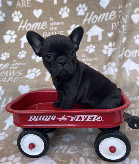 Blossom - Frenchton Puppy for Sale in Mohnton, PA | Lancaster Puppies