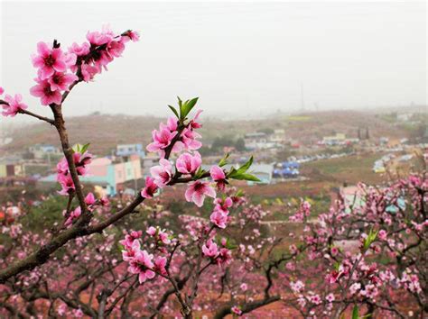 青白江姚渡龙门桃花沟 花多 人少 速来【赏花】