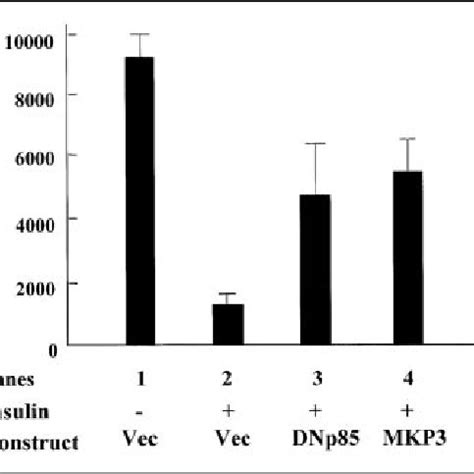 The Antagonizing Effect Of Mkp On Insulin Repression Of The Pepck