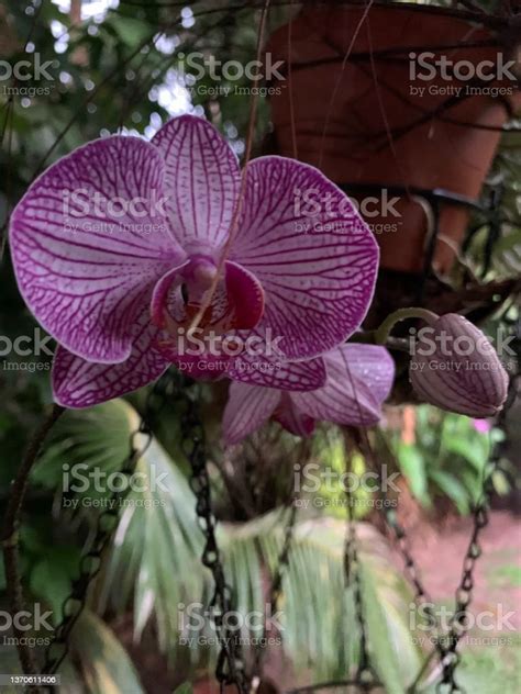 Pink Orchids Stock Photo - Download Image Now - Beauty, Blossom, Botany - iStock