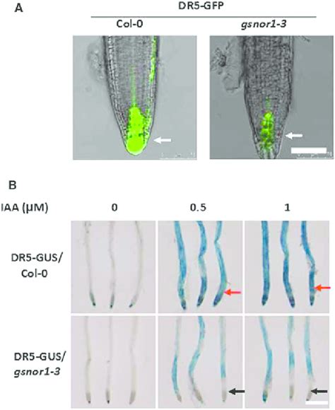 Auxin Sensitivity Is Reduced In The Roots Of Gsnor1 3 Mutant Seedlings