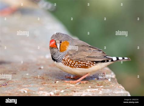 Australian Zebra Finch Taeniopygia Guttata Castanotis Taeniopygia