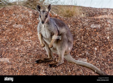 The Black Flanked Rock Wallaby Petrogale Lateralis In The Devils