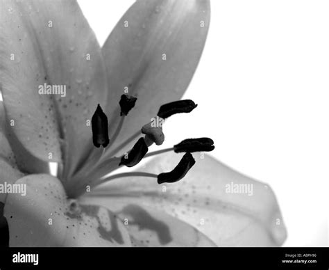 Black And White Lily Flower Stock Photo Alamy