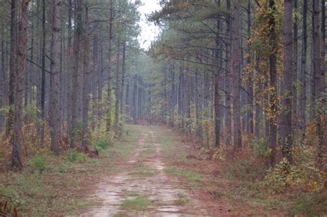 Ga Southern Forests Face Multiple Threats Georgia Public Broadcasting