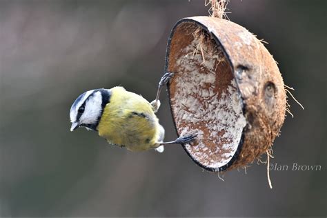 Ian Brown On Twitter Blue Tit Twitterbirders