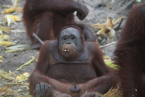 Orangutan Showing Off His Penis