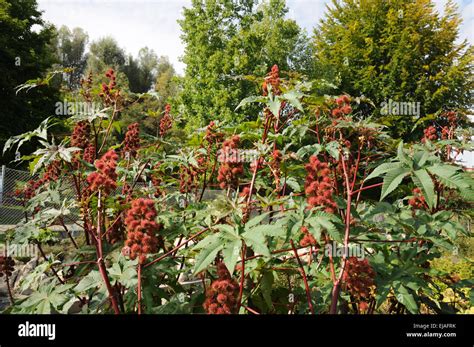 Castor oil plant Stock Photo - Alamy