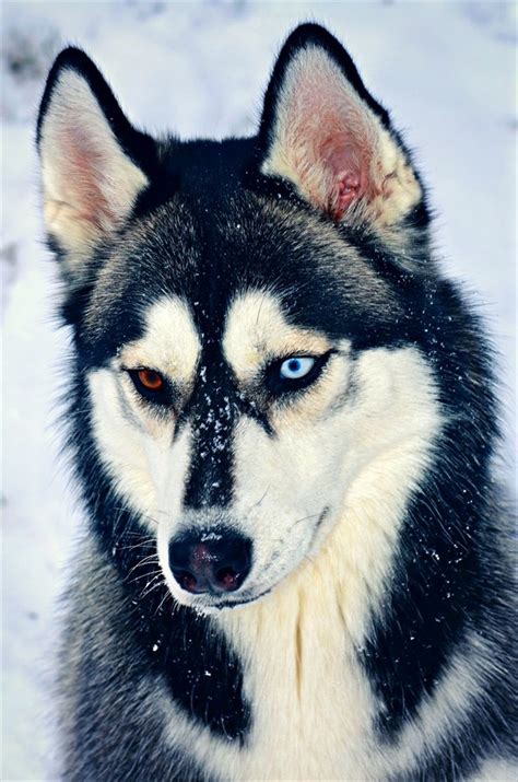 Husky With Different Colored Eyes My Interests