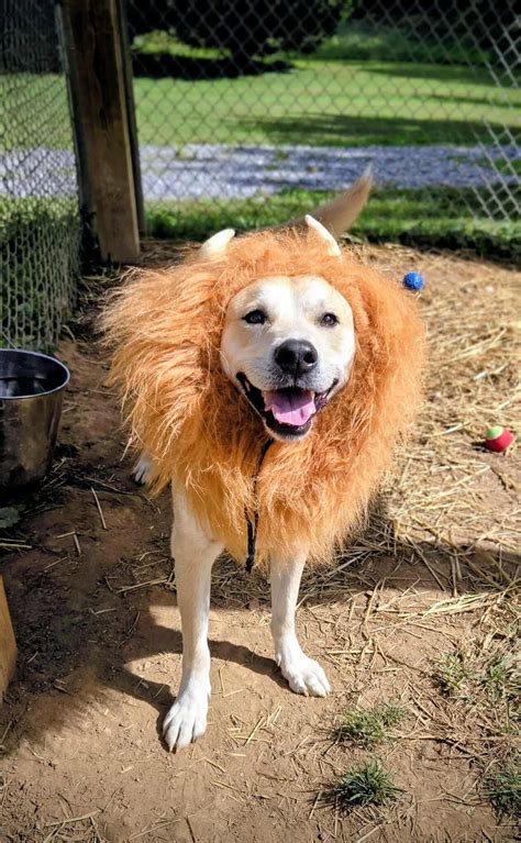 elizabethton tn animal shelter 3