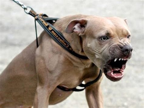 Sulmona Enne Azzannata Da Un Pitbull Finisce In Ospedale