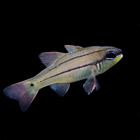 Cardinalfish - The Biota Group