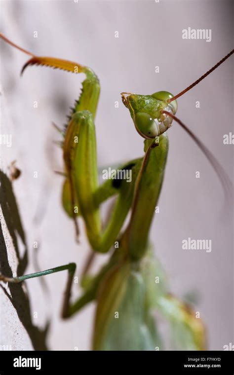 Praying Mantis Crawling Hi Res Stock Photography And Images Alamy