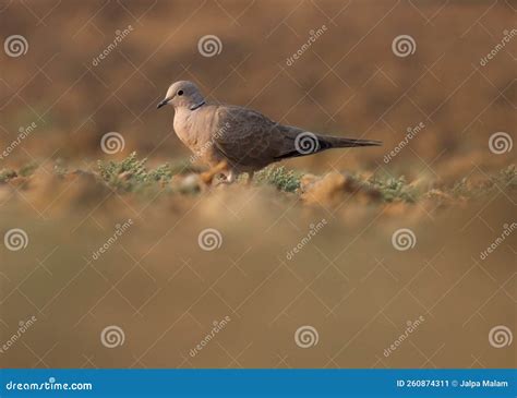 Ring Necked Dove Bird Standing On The Ground Cape Turtle Dove Dove