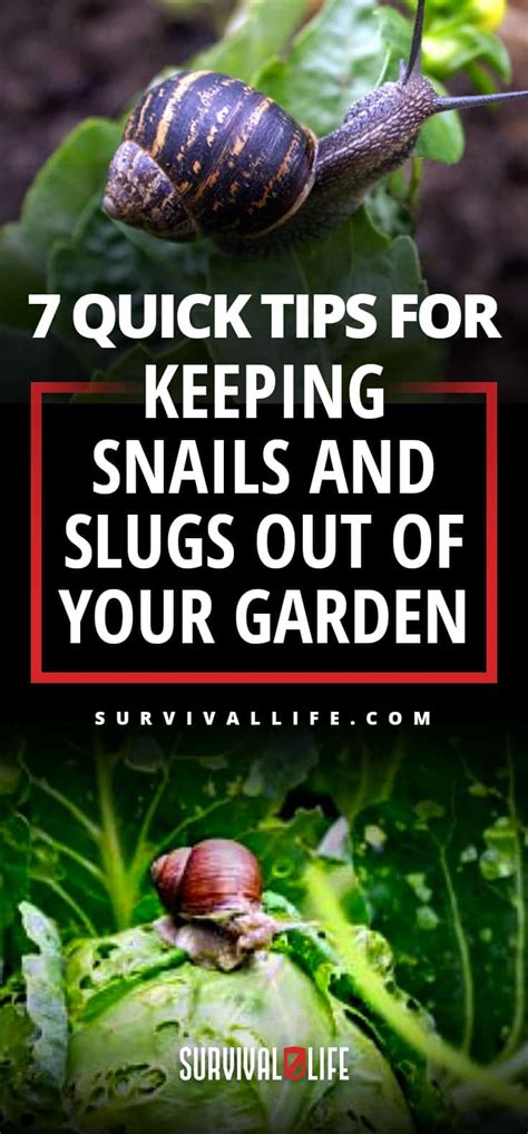 7 Quick Tips For Keeping Snails And Slugs Out Of Your Garden