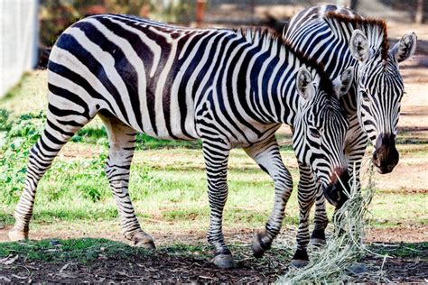 Oakland Zoo Acquires Zebras from Safari West | Oakland Zoo