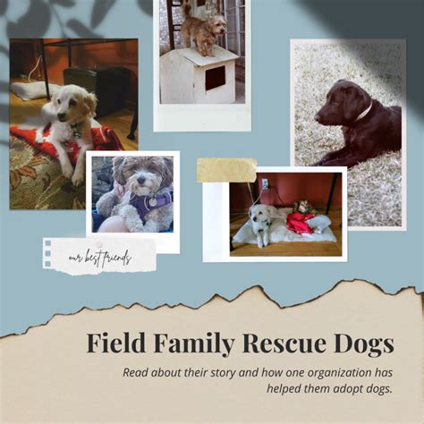 Rescue Dogs Success Story - Read About My Family by Debra Field ...