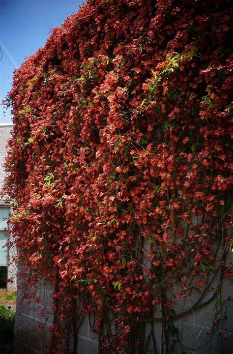 Plantfiles Pictures Bignonia Cross Vine Crossvine Trumpet Flower