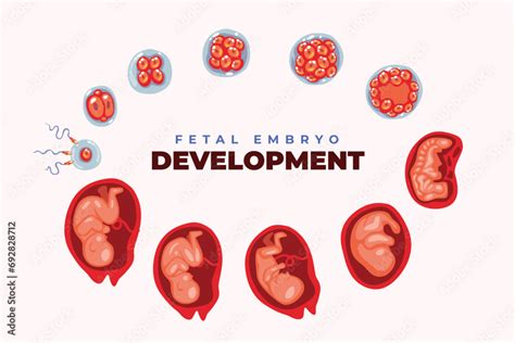 Human Embryo Development Nine Month Stages Medical Infographic Poster