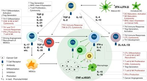 Cytokine Antibodies - Creative Diagnostics