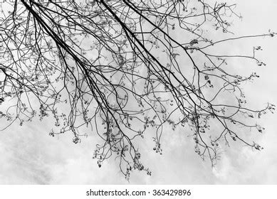 Naked Trees Silhouette Stock Photo Shutterstock