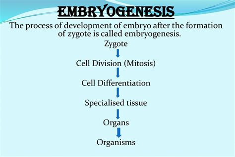 Chapter 1 Reproduction In Organism Ppt Download