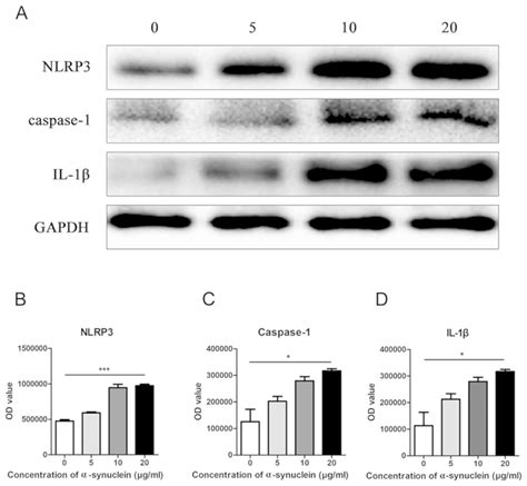 Synuclein Promotes Progression Of Parkinson S Disease By Upregulating