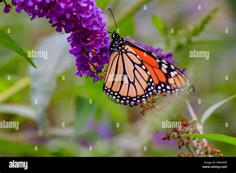 Monarch Butterfly Danaus Plexippus Feeding On Purple Butterfly B Stock